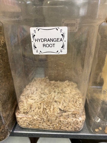 Hydrangea