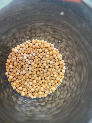 Yellow mustard Seed