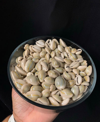 Cowrie Shell