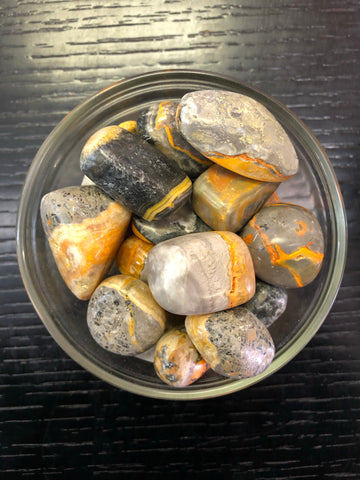 Bumblebee Jasper