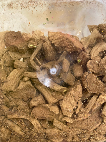 Valerian Root