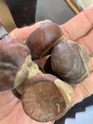 Buckeye