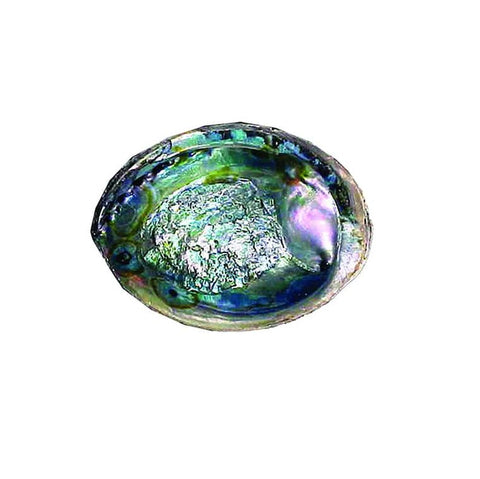 6" Abalone Shell for smudging